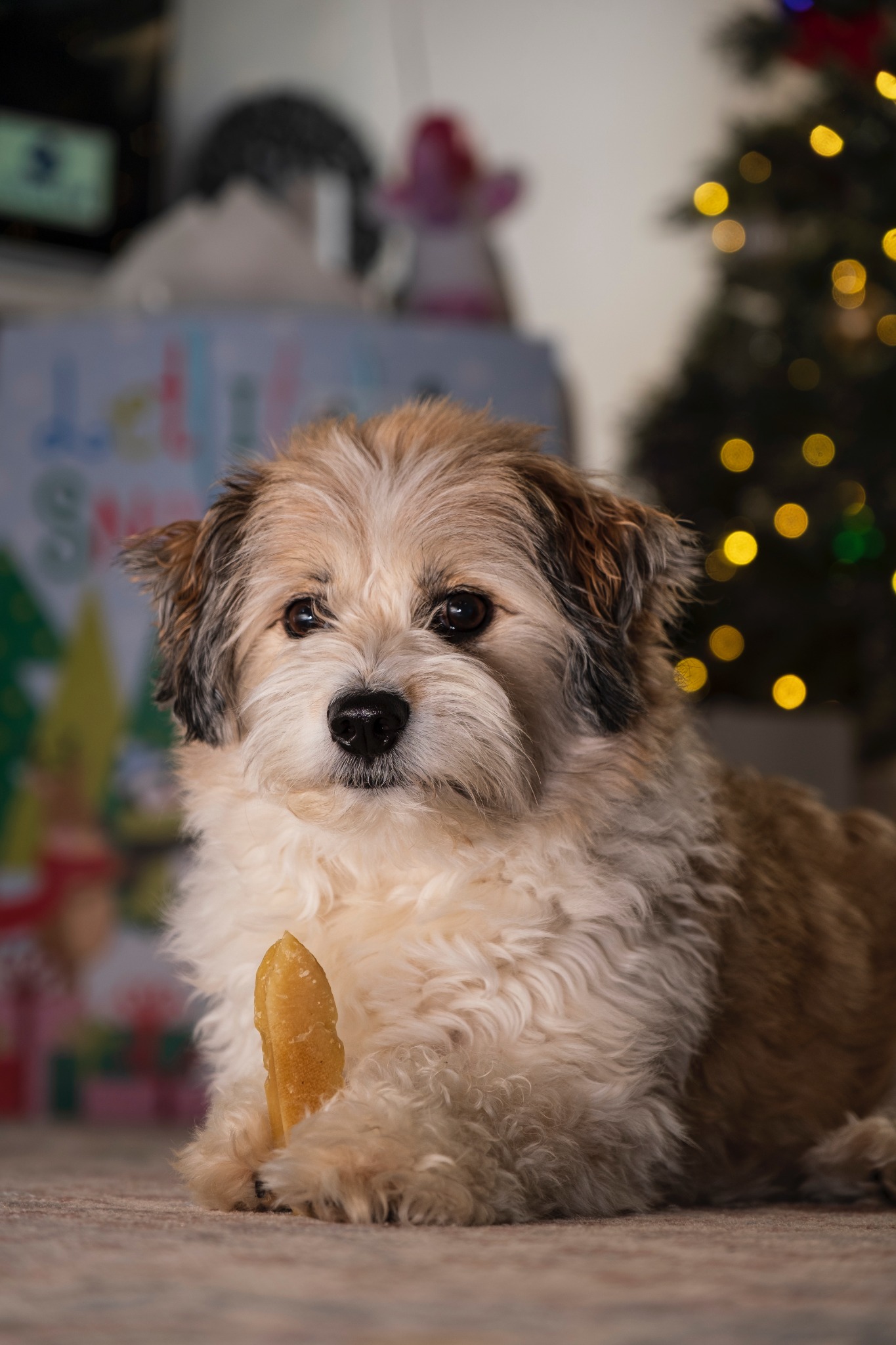 Sherlock relaxing with his chew beside the Christmas tree